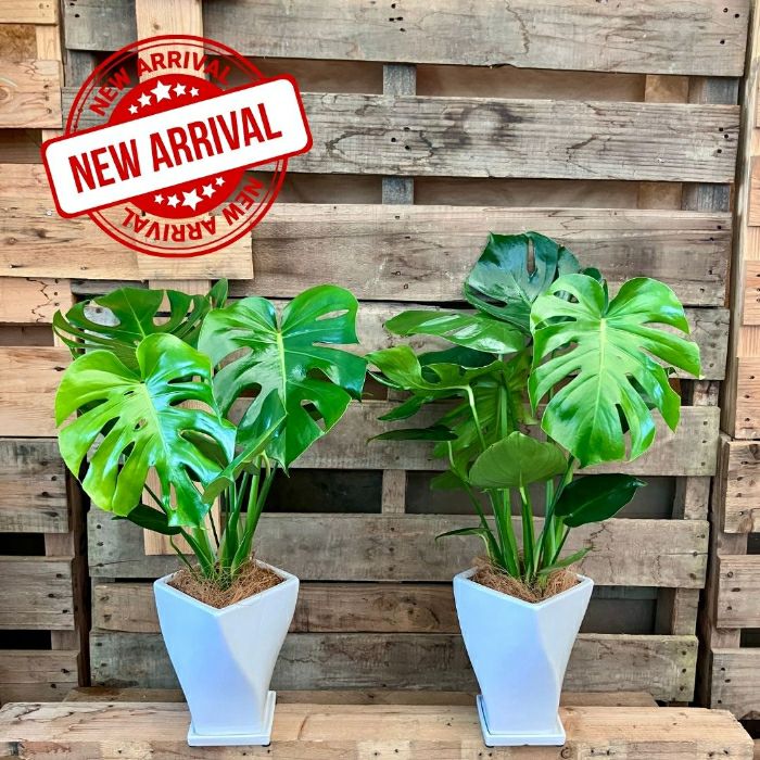 観葉植物現品販売