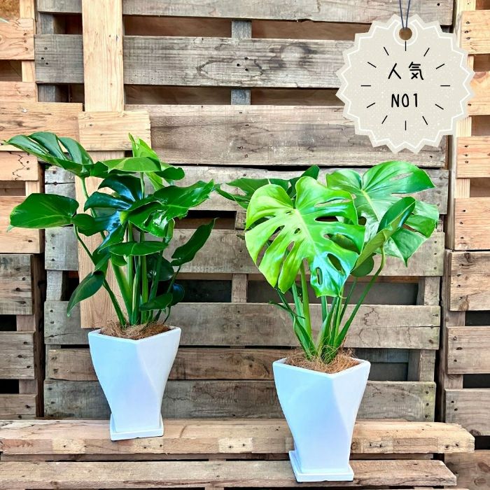 観葉植物現品販売