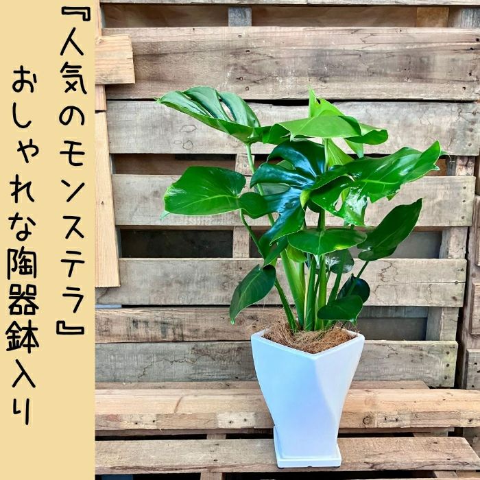 観葉植物現品販売