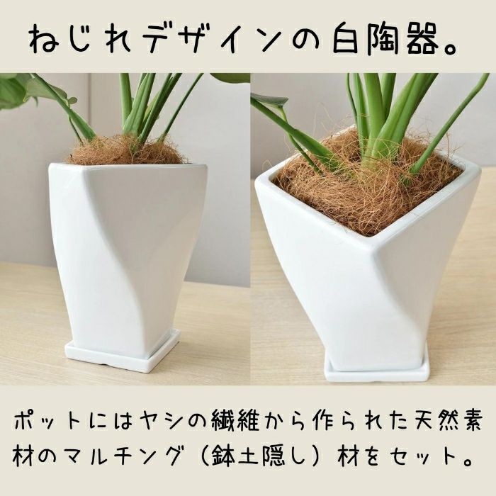観葉植物現品販売