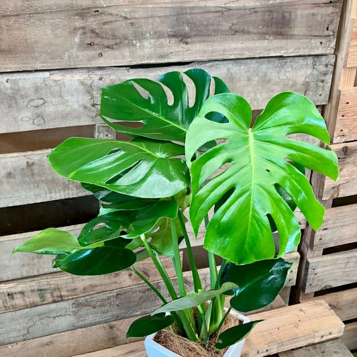 観葉植物現品販売