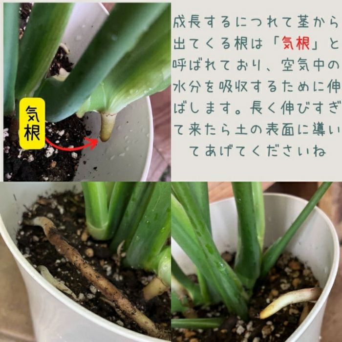 観葉植物現品販売