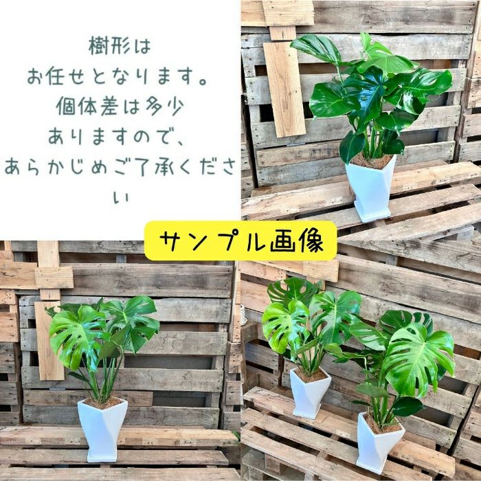 観葉植物現品販売