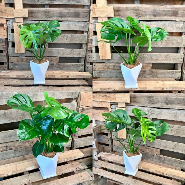 観葉植物現品販売