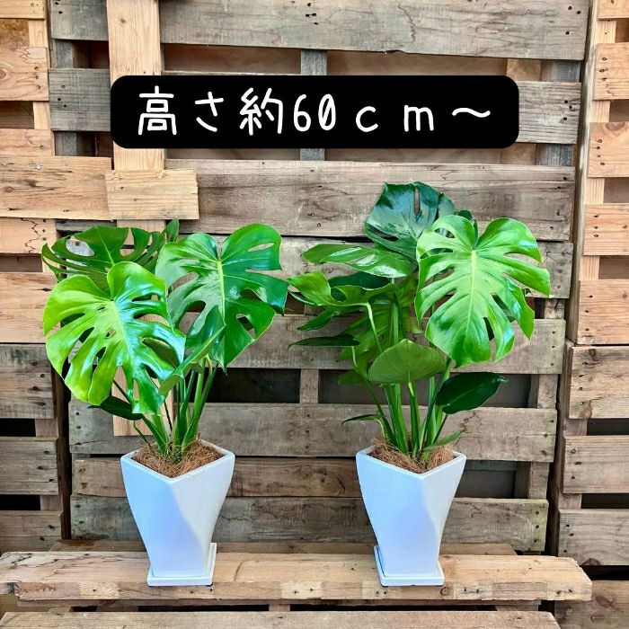 観葉植物現品販売