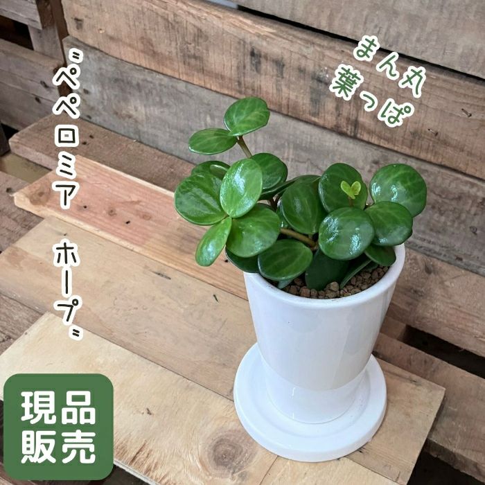 観葉植物現品販売