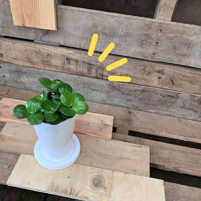 観葉植物現品販売