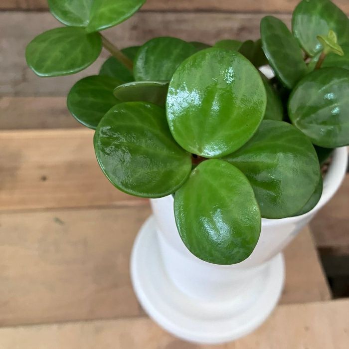 観葉植物現品販売