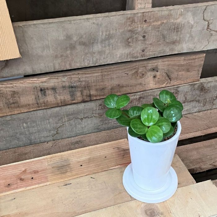観葉植物現品販売