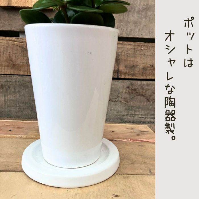 観葉植物現品販売