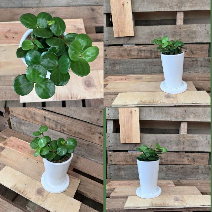 観葉植物現品販売