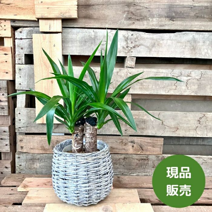 観葉植物現品販売