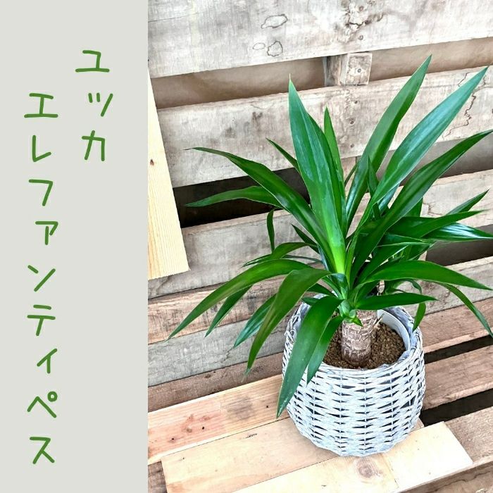 観葉植物現品販売