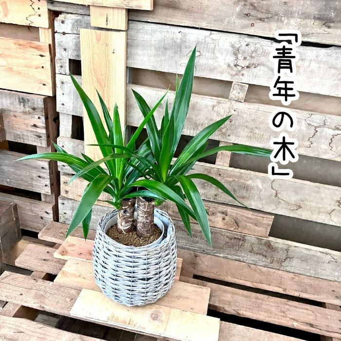 観葉植物現品販売