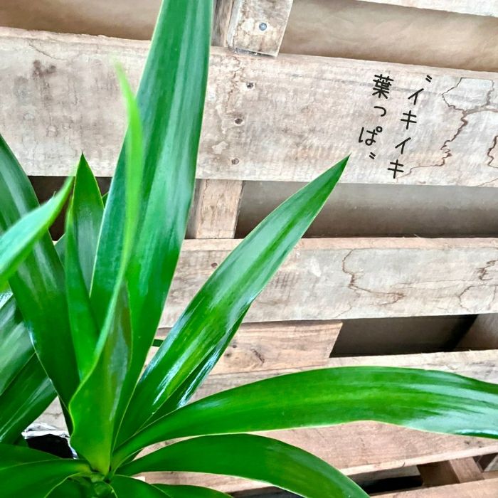 観葉植物現品販売