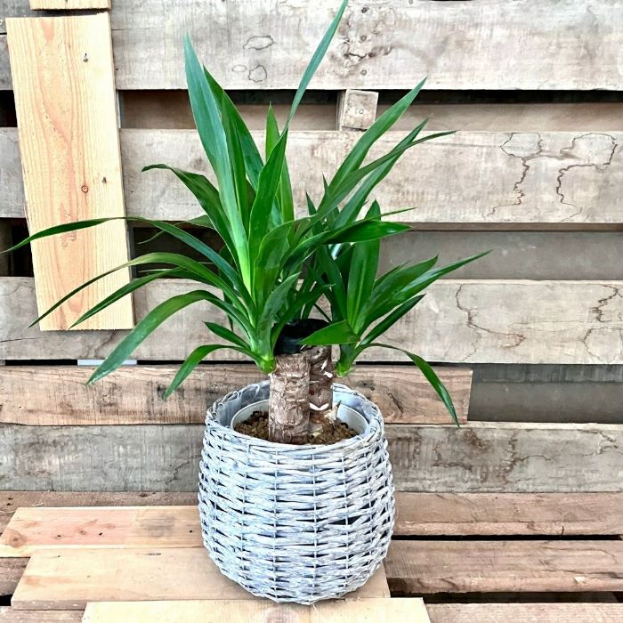 観葉植物現品販売