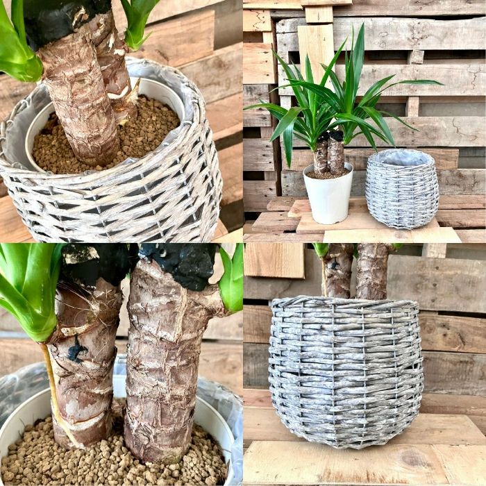 観葉植物現品販売