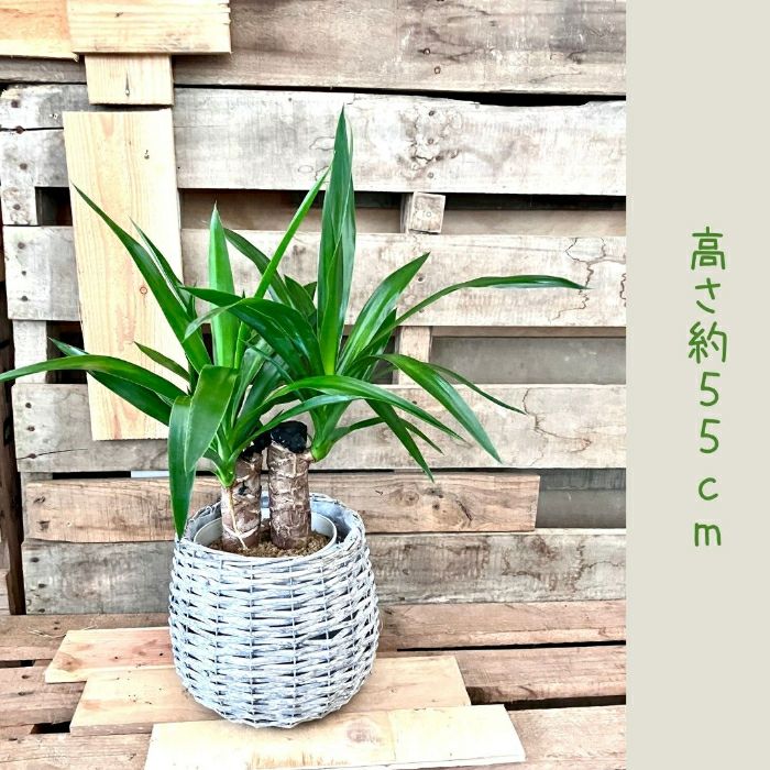 観葉植物現品販売