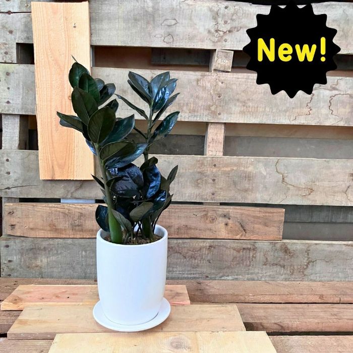 観葉植物現品販売