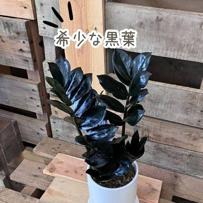観葉植物現品販売