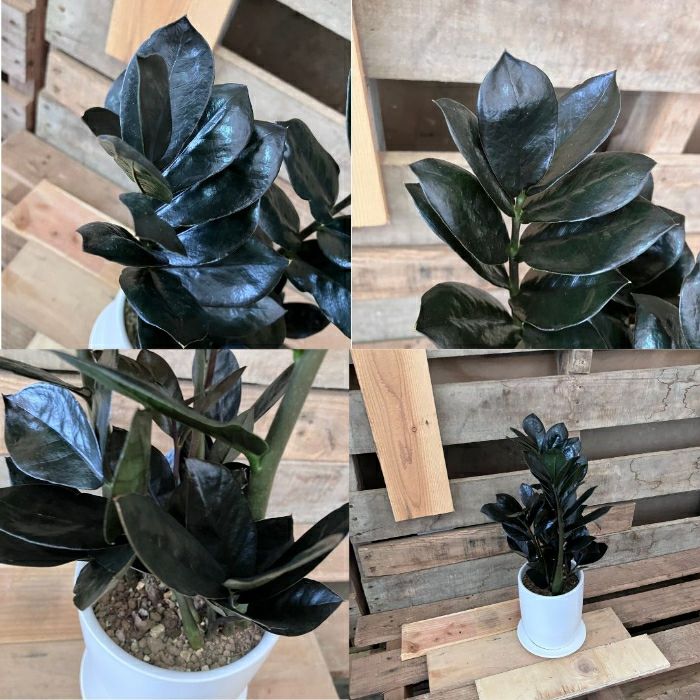 観葉植物現品販売