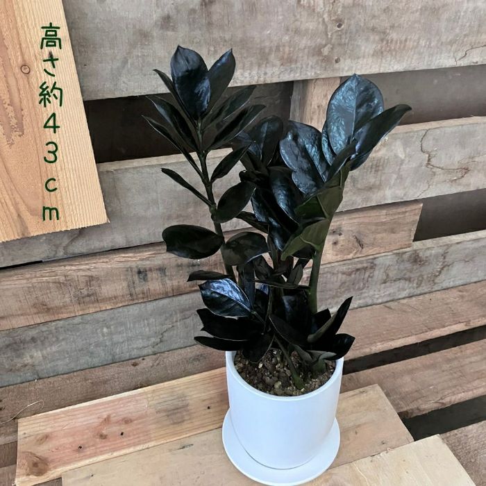 観葉植物現品販売