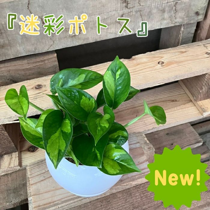 観葉植物現品販売