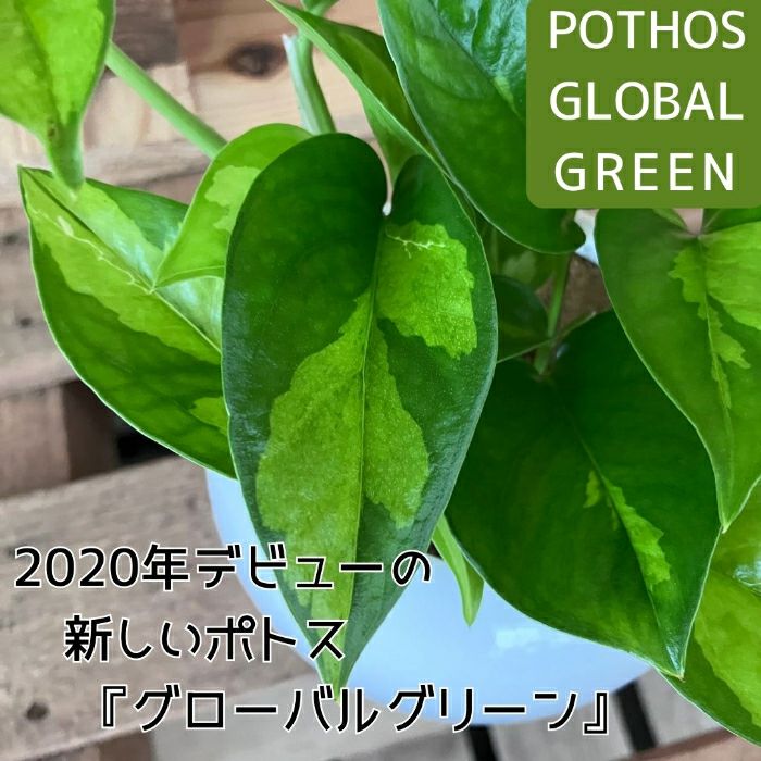 観葉植物現品販売