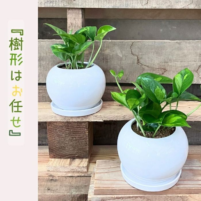 観葉植物現品販売