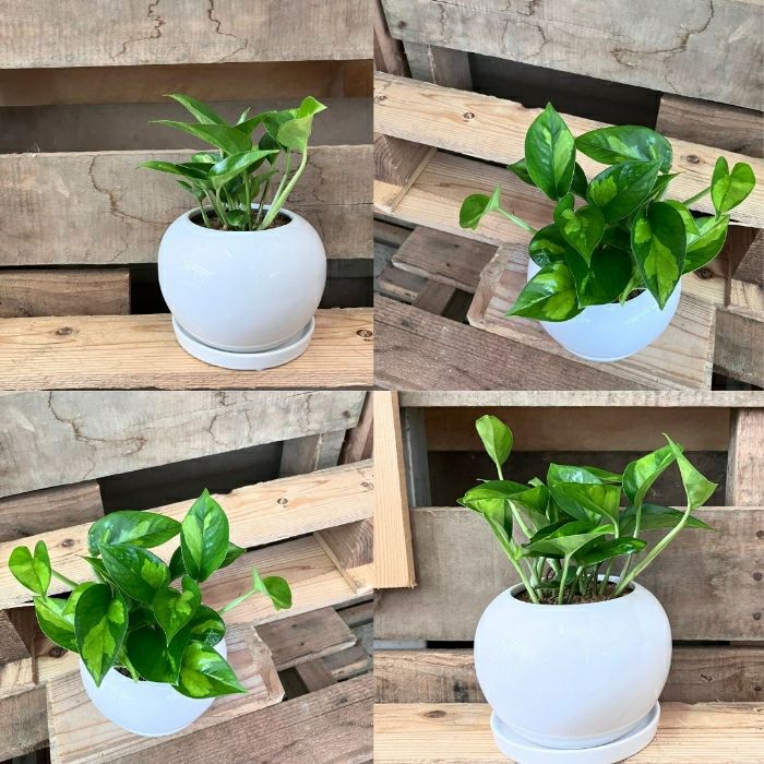 観葉植物現品販売