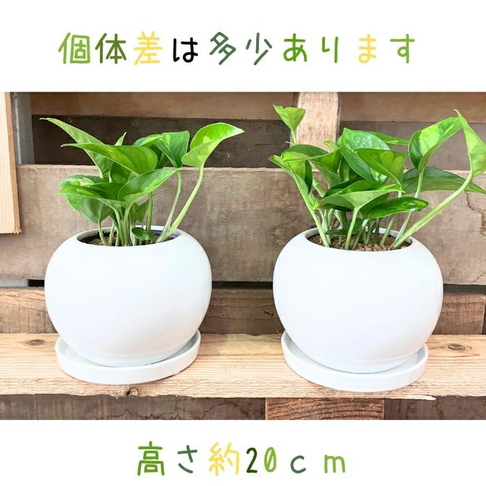 観葉植物現品販売