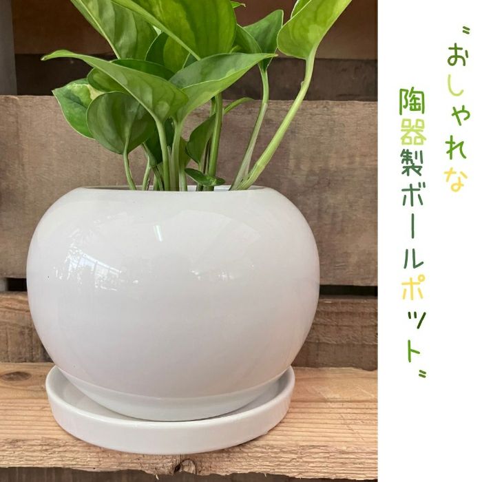 観葉植物現品販売