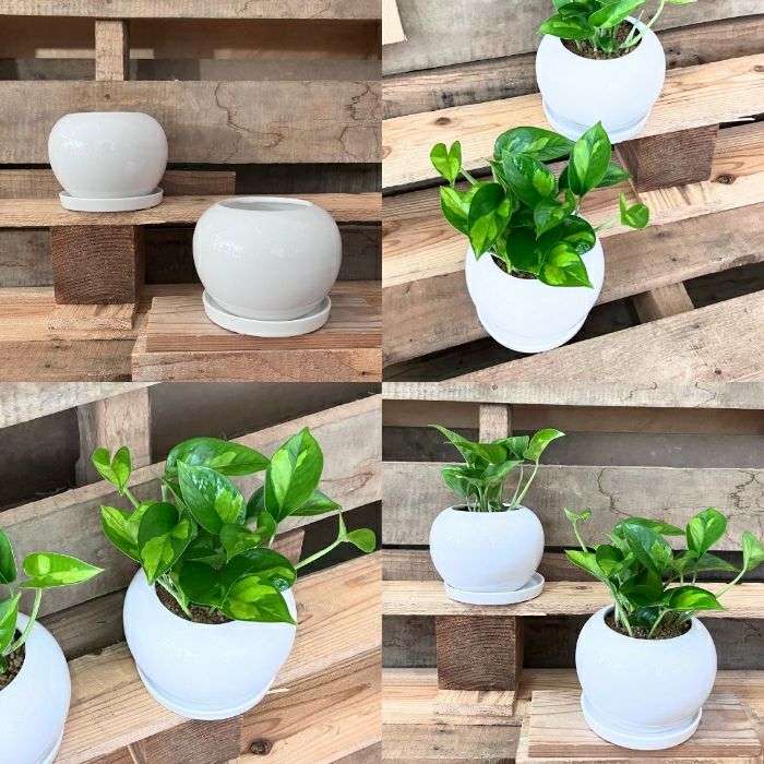 観葉植物現品販売