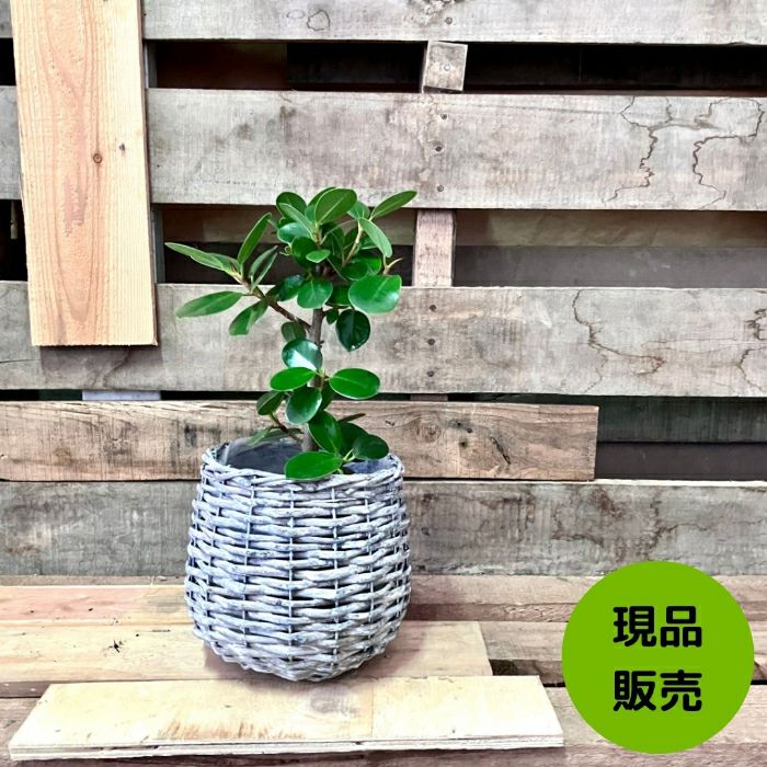 観葉植物現品販売