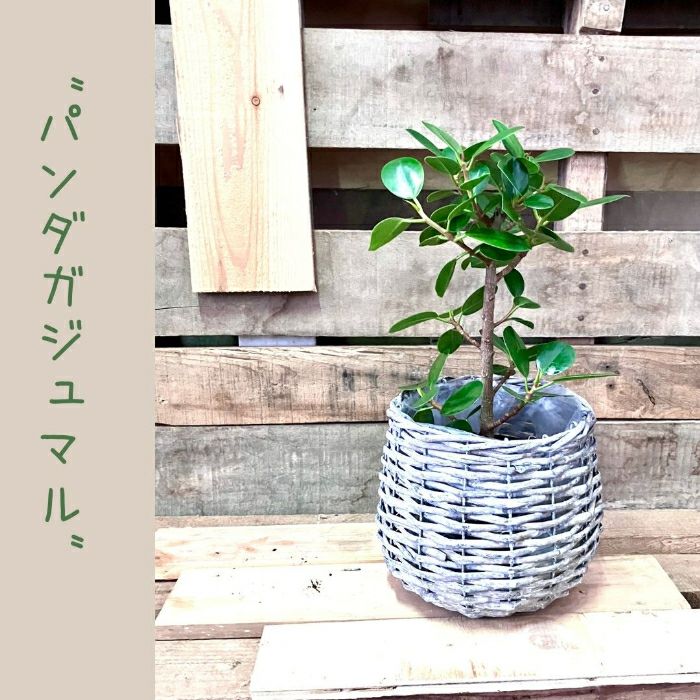 観葉植物現品販売