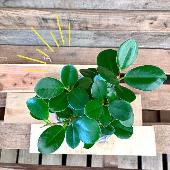 観葉植物現品販売