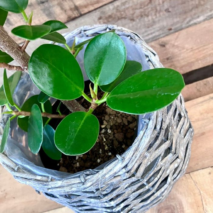 観葉植物現品販売