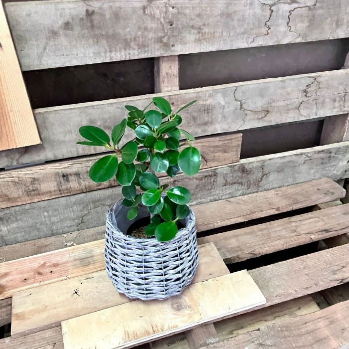 観葉植物現品販売