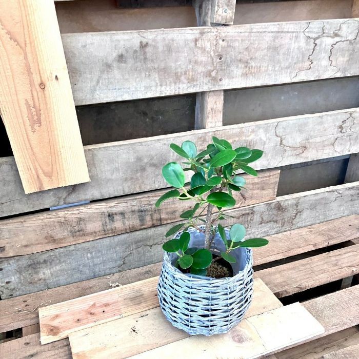 観葉植物現品販売