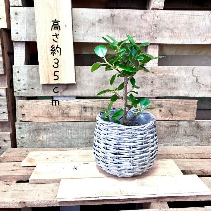観葉植物現品販売