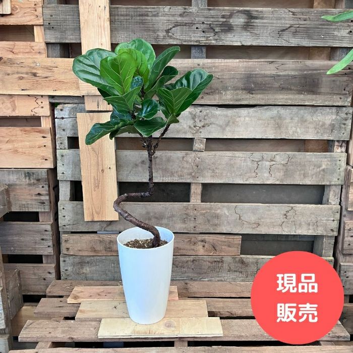 観葉植物現品販売