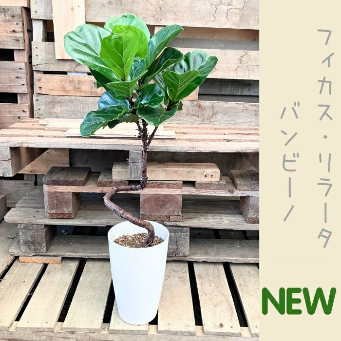 観葉植物現品販売