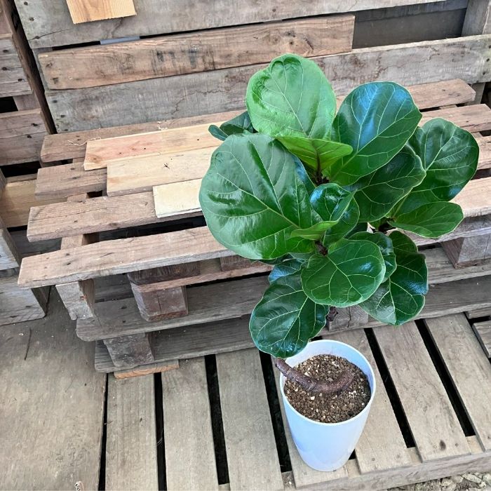 観葉植物現品販売