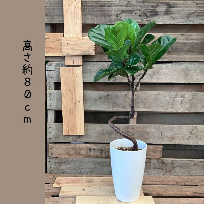 観葉植物現品販売