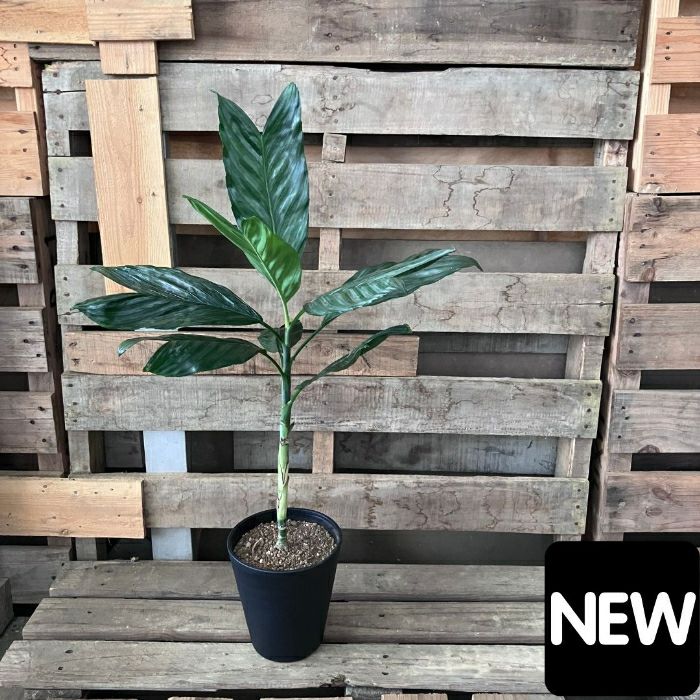 観葉植物現品販売