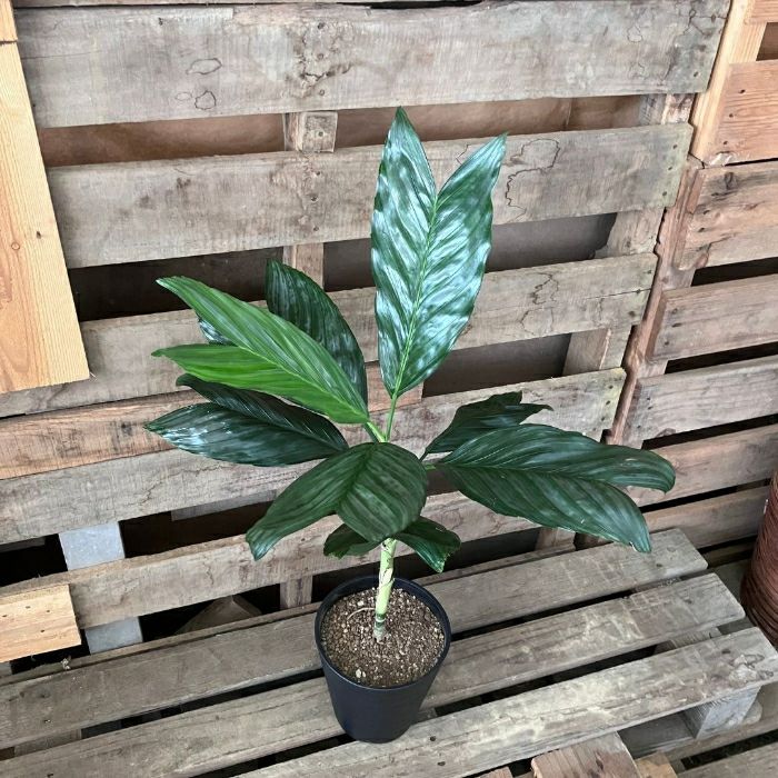 観葉植物現品販売