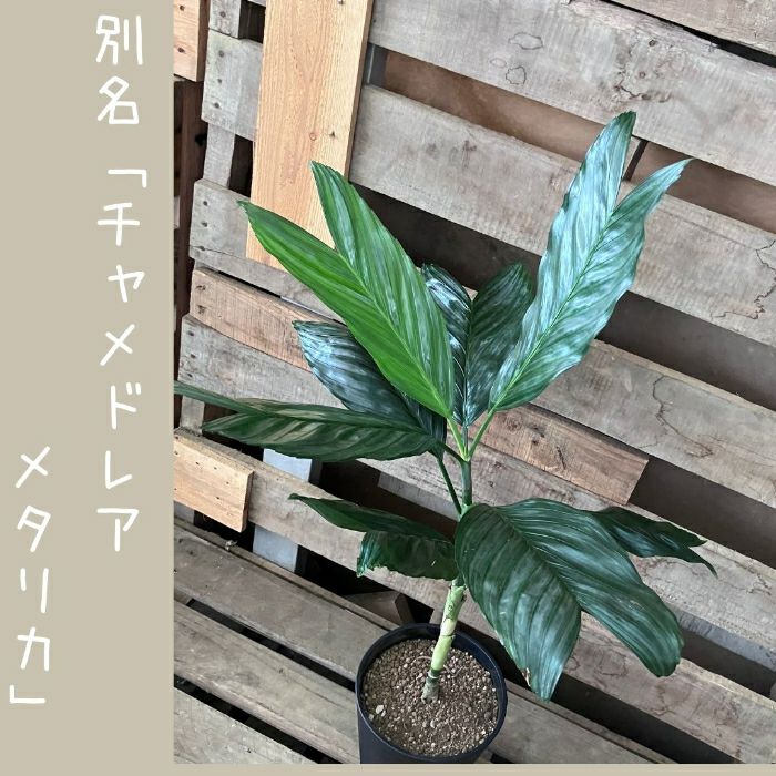 観葉植物現品販売
