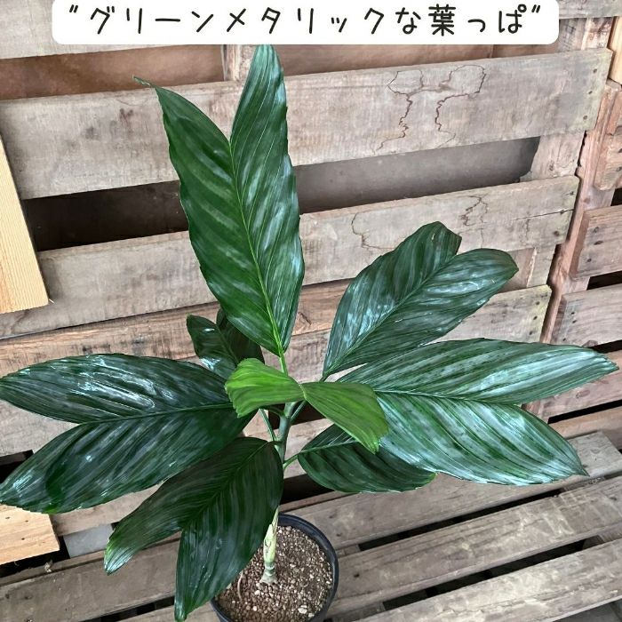 観葉植物現品販売