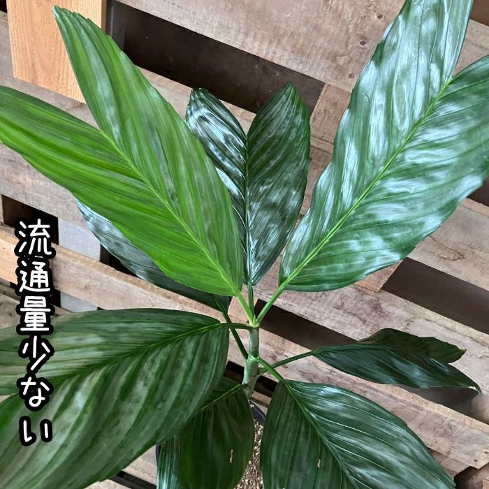 観葉植物現品販売