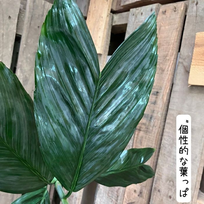 観葉植物現品販売